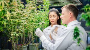 Zwei Forscher inspizieren Cannabis blüten